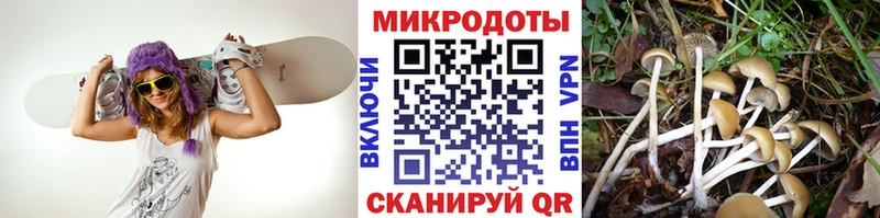 Купить  Завитинск  Псилоцибиновые грибы Psilocybe 